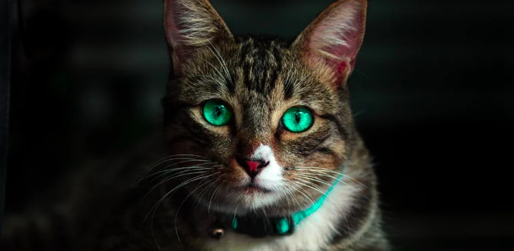 Gatti e viaggio, l'esperto consiglia
